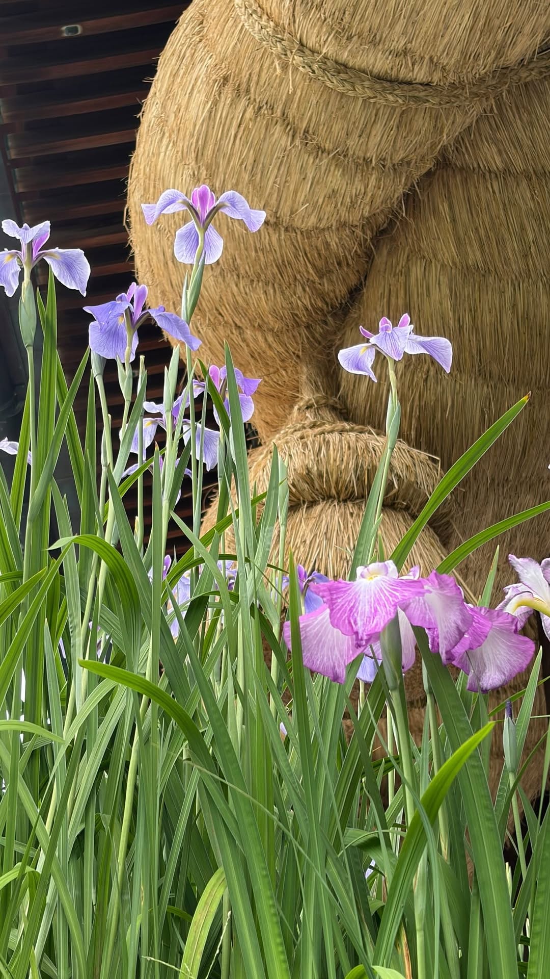 Post 10 by 宮地嶽神社 on Instagram (video)