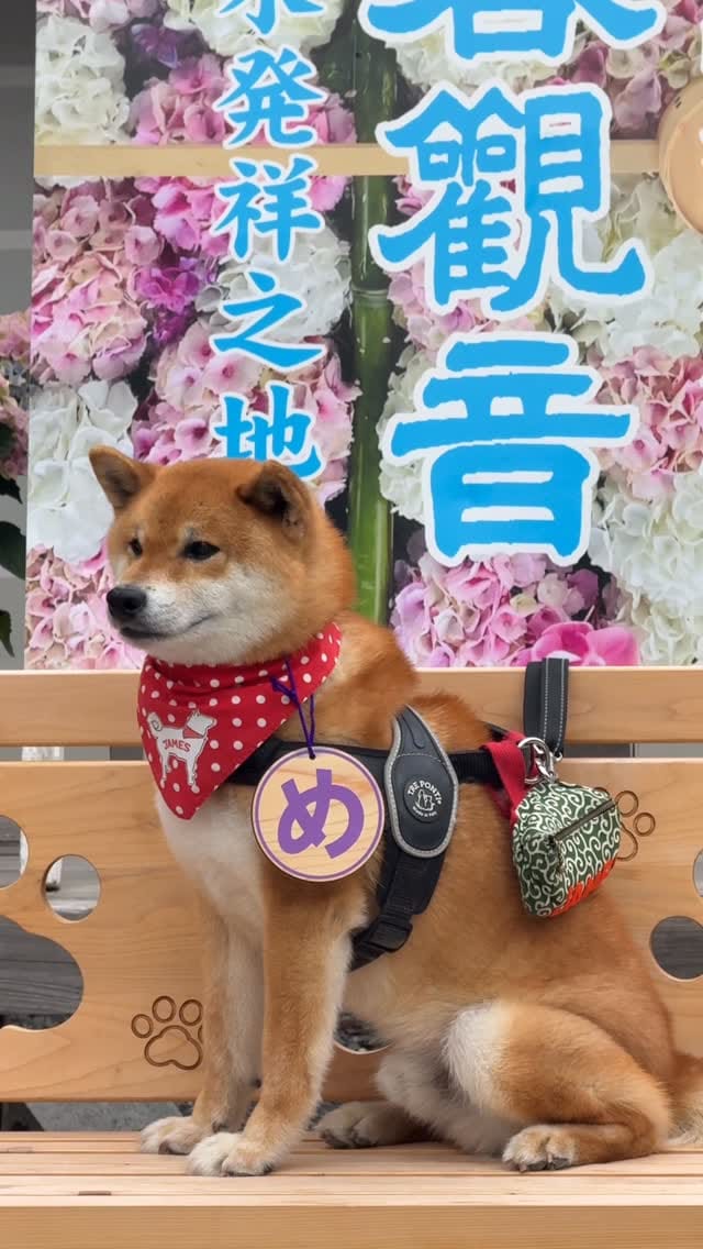 Post 2 by 柳谷観音 楊谷寺 official on Instagram (video)