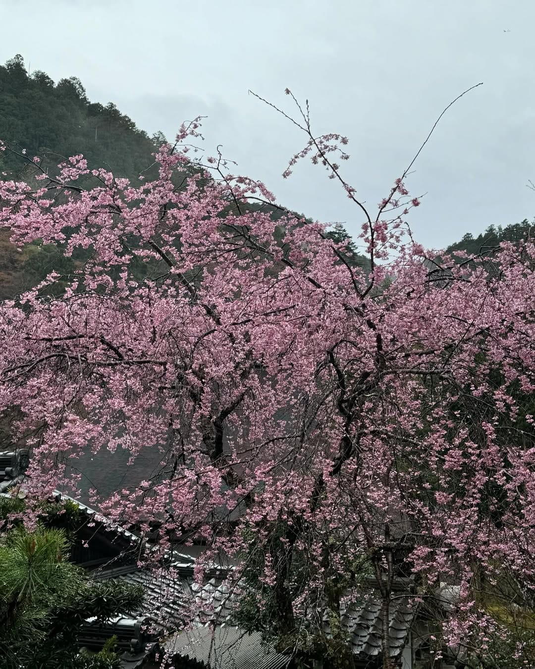 Post 5 by 【公式】世界遺産 高山寺 Kosanji Temple on Instagram (carousel)