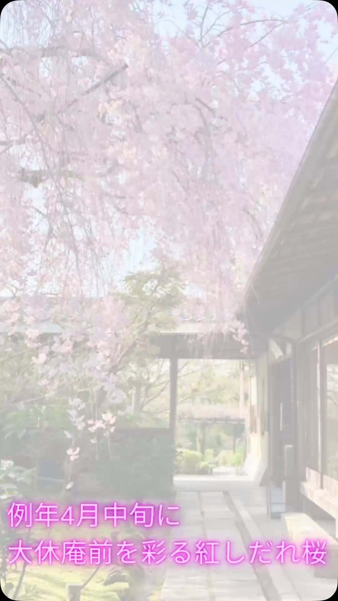 Post 2 by 妙心寺退蔵院 Taizoin on Instagram (video)