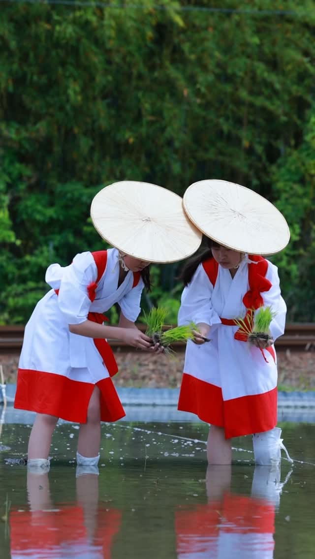 Post 4 by 世界遺産 賀茂御祖神社（下鴨神社） on Instagram (video)