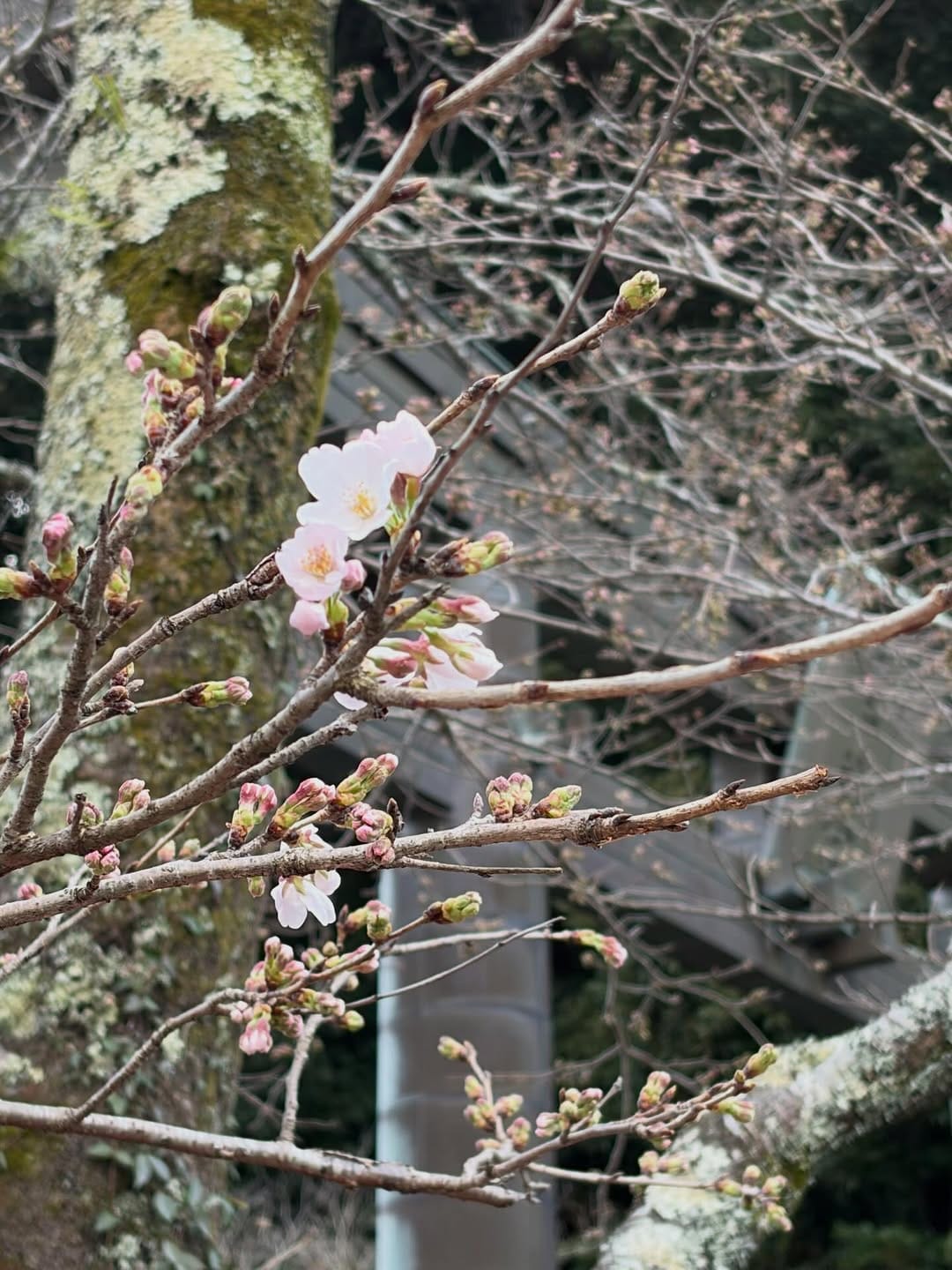 Post 5 by 高千穂神社 on Instagram (image)