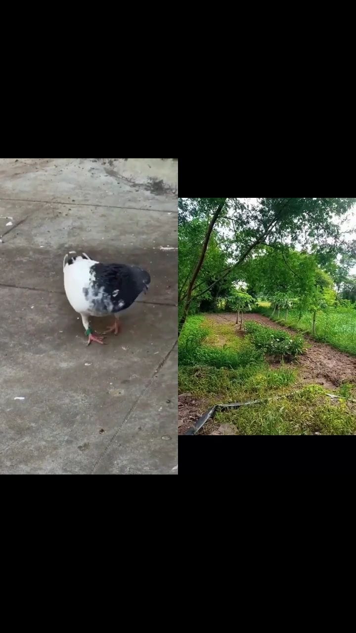 Post 2 by Bharat Patel on Instagram (video)