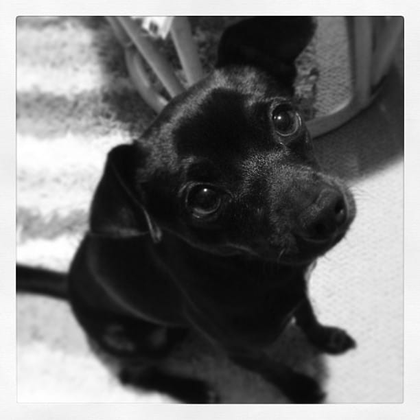 Post 9 by Tales Of A Cat And Dog on Instagram (image)