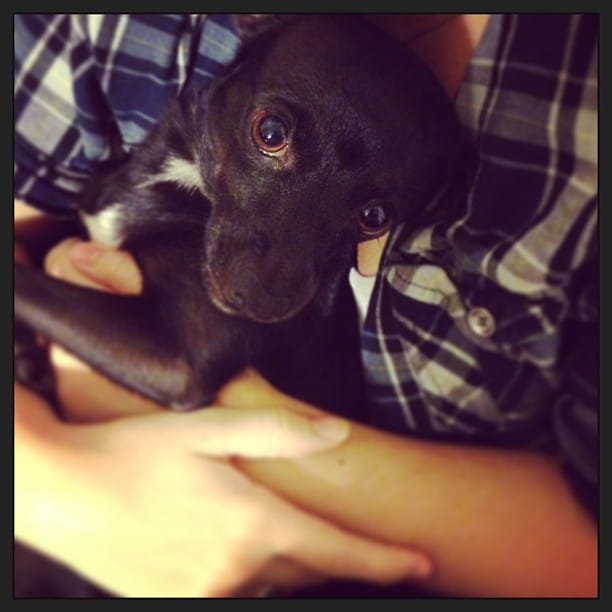 Post 1 by Tales Of A Cat And Dog on Instagram (image)