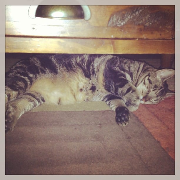 Post 5 by Tales Of A Cat And Dog on Instagram (image)