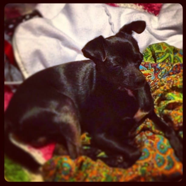 Post 8 by Tales Of A Cat And Dog on Instagram (image)