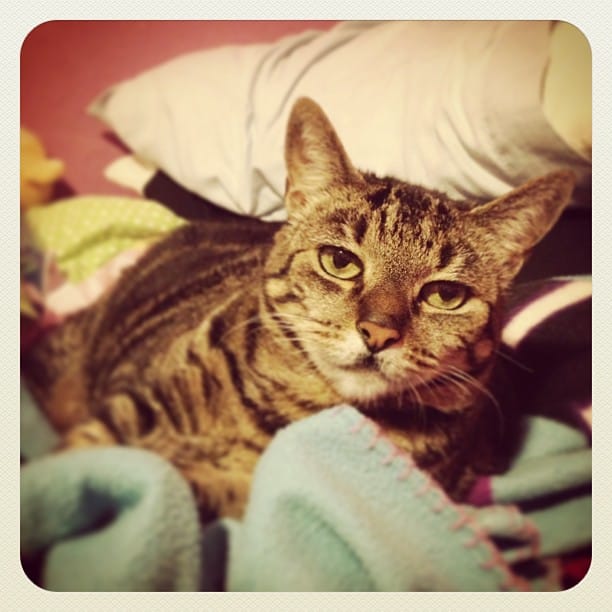 Post 2 by Tales Of A Cat And Dog on Instagram (image)