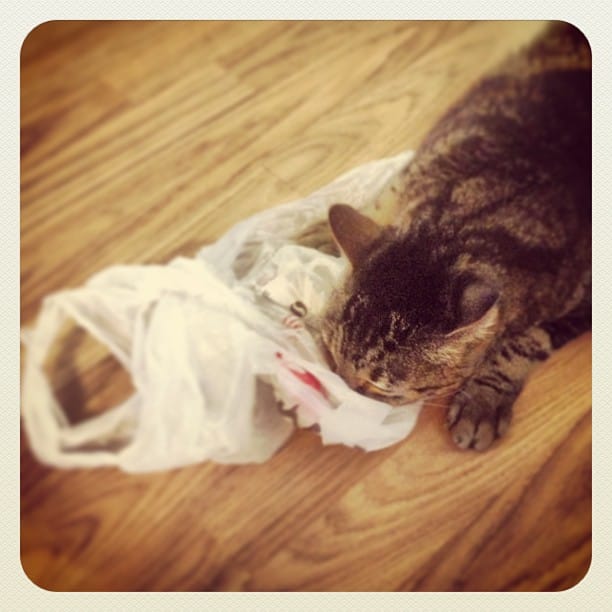 Post 3 by Tales Of A Cat And Dog on Instagram (image)