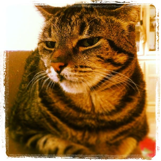 Post 6 by Tales Of A Cat And Dog on Instagram (image)