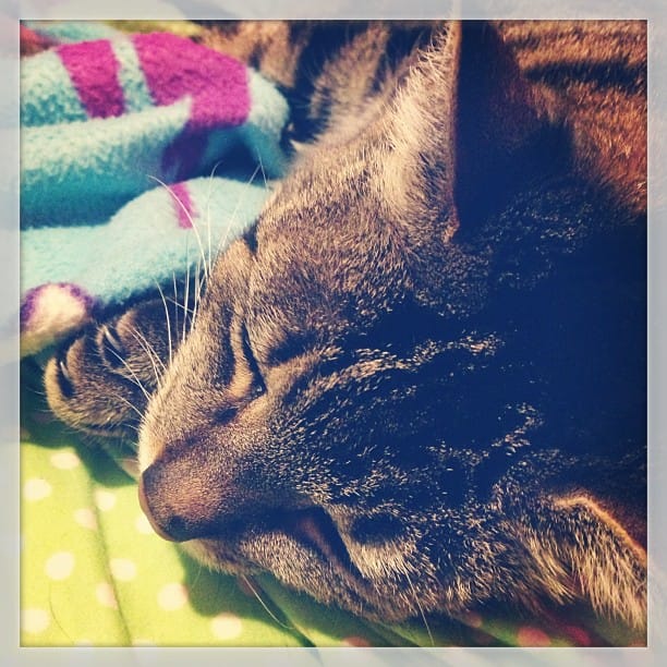 Post 4 by Tales Of A Cat And Dog on Instagram (image)
