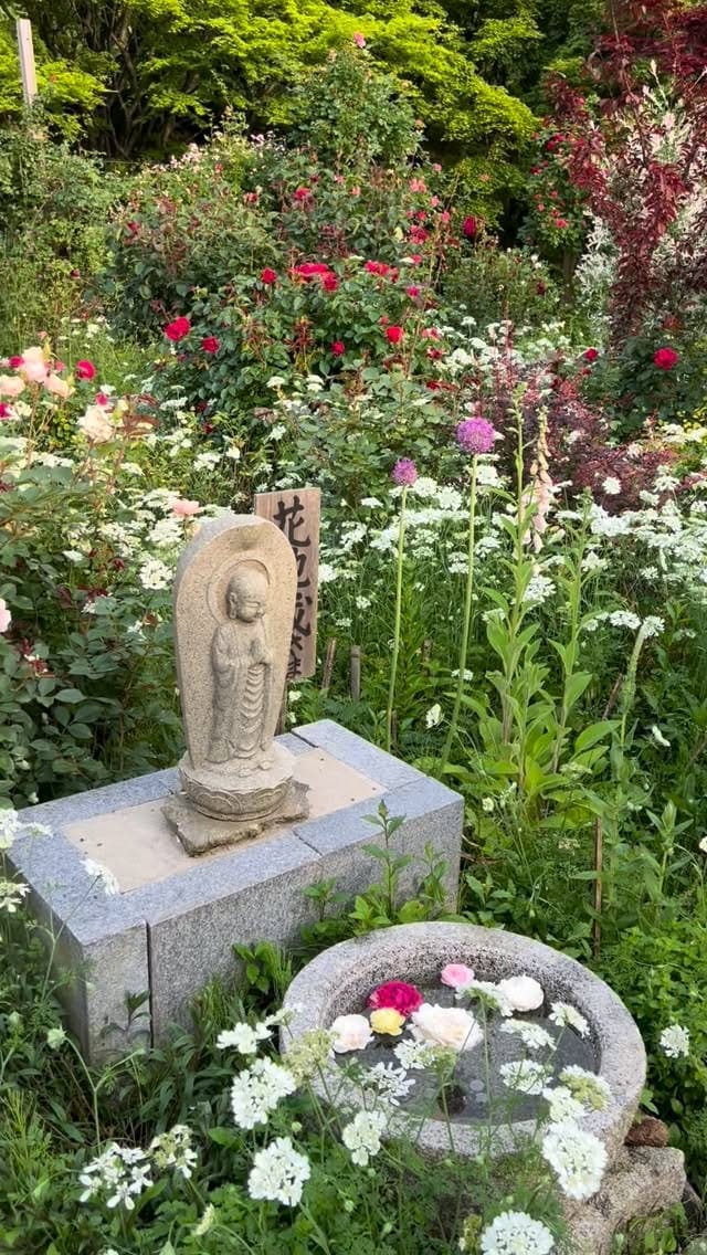 Post 8 by 呑山観音寺(公式) on Instagram (video)