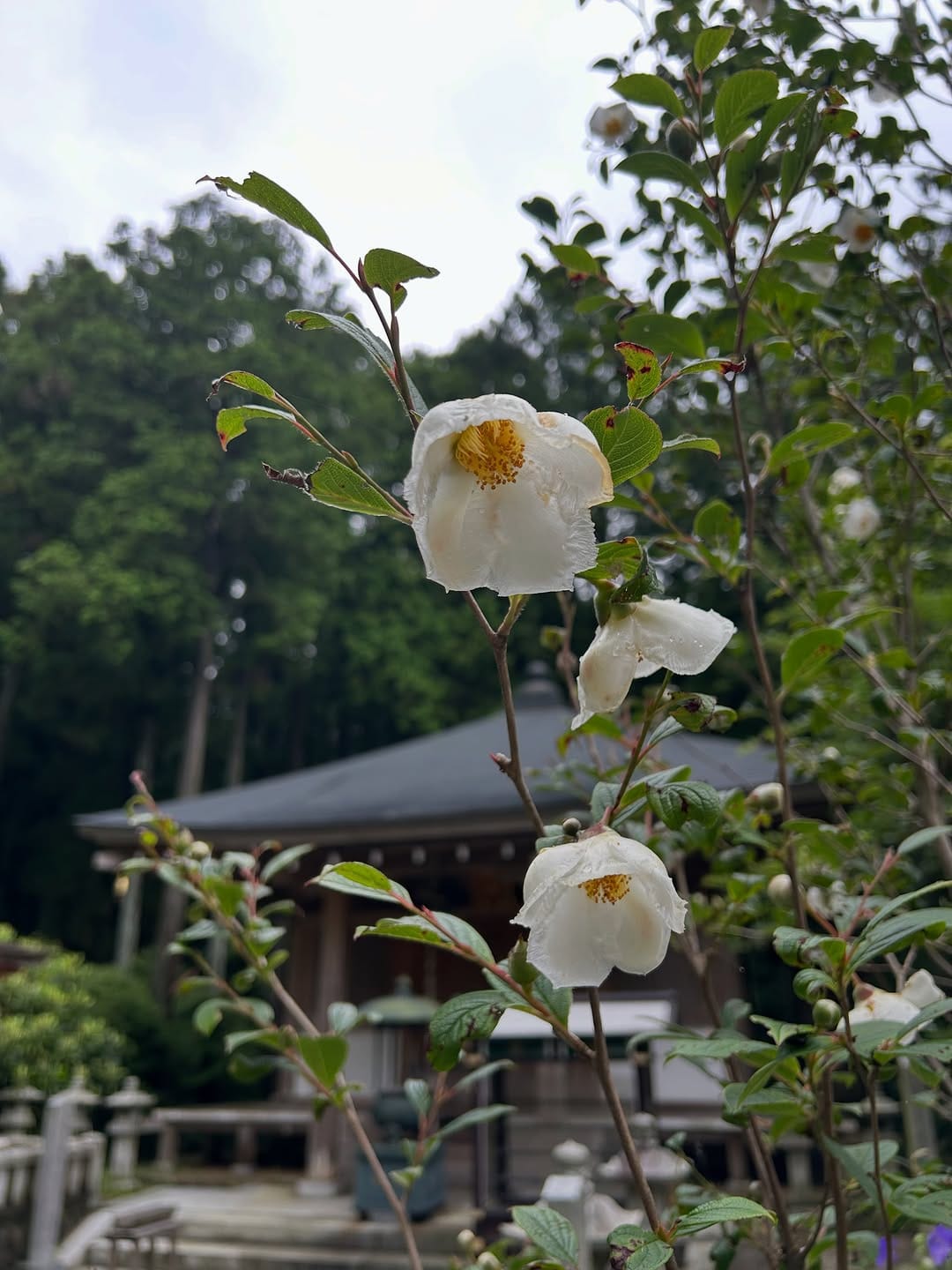 Post 1 by 呑山観音寺(公式) on Instagram (carousel)