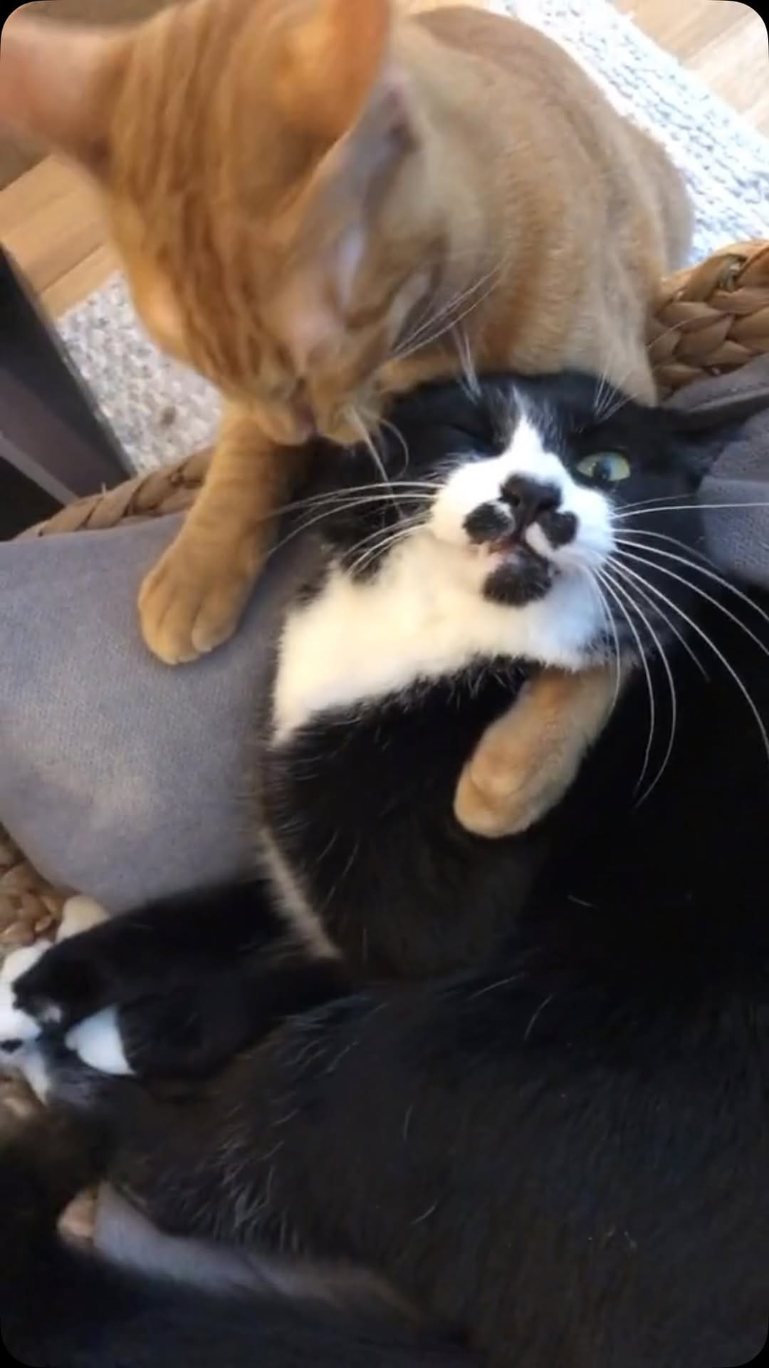 Post 1 by さびたんとてびちとがじまる on Instagram (video)
