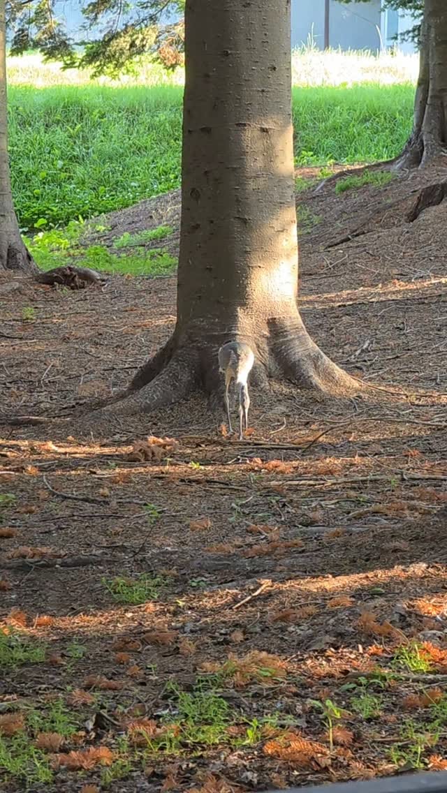 Post 7 by 美幌神社 on Instagram (video)