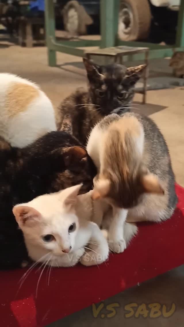 Post 7 by Sabu v.s on Instagram (video)
