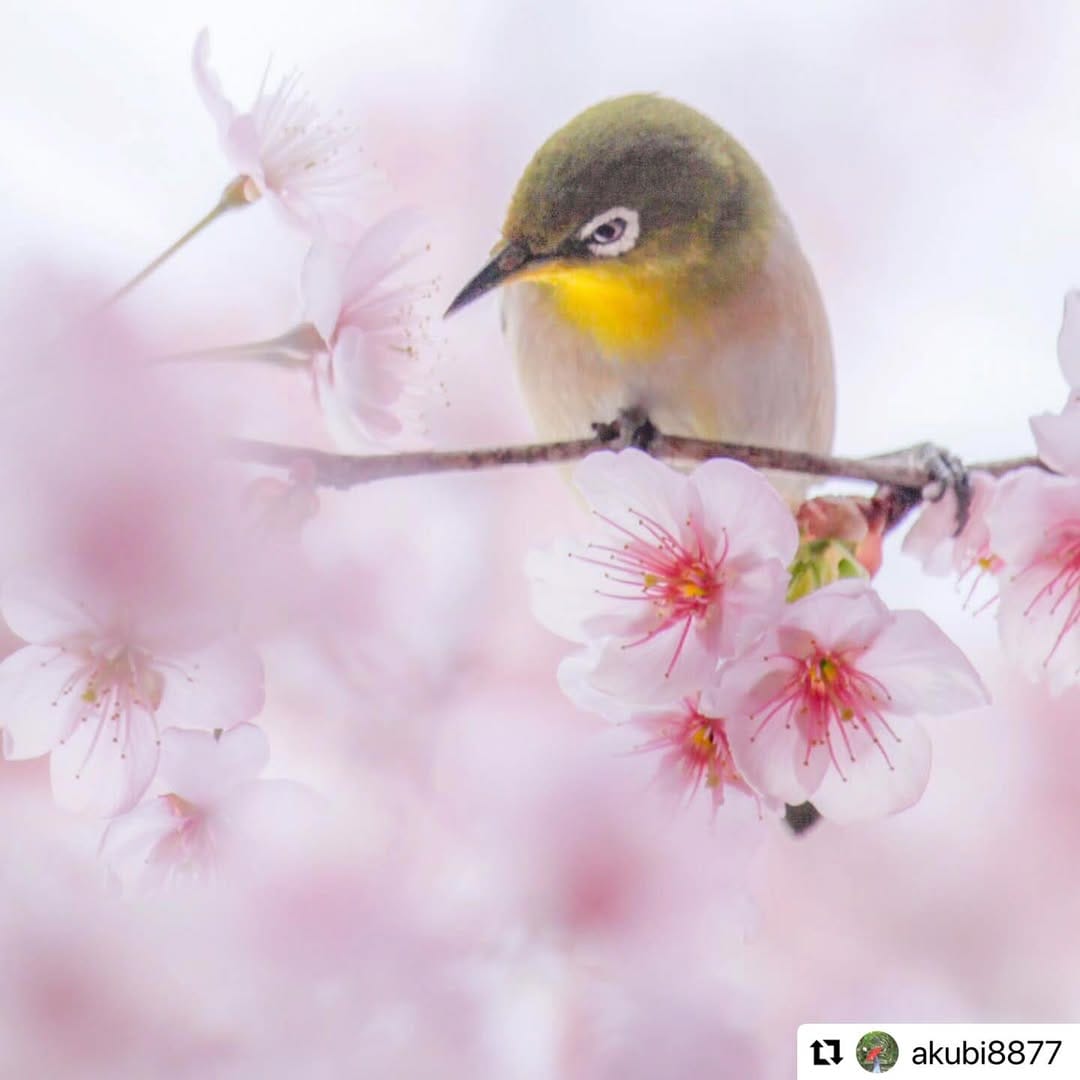 Post 9 by Hello Otsu, Japan:大津市観光振興課 公式 on Instagram (image)