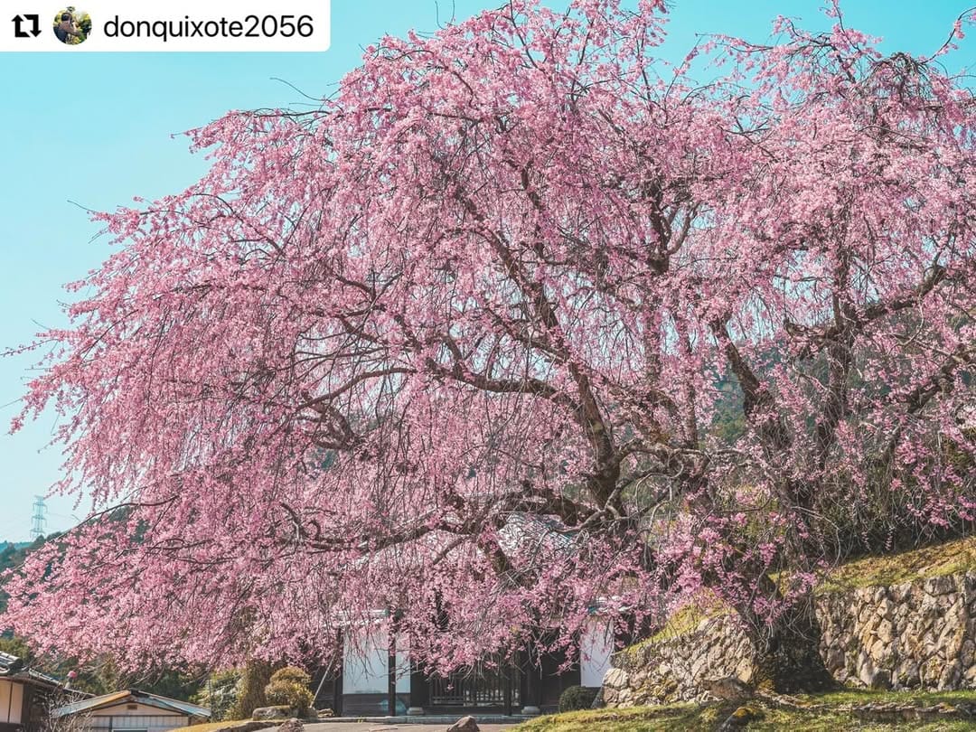 Post 7 by Hello Otsu, Japan:大津市観光振興課 公式 on Instagram (image)