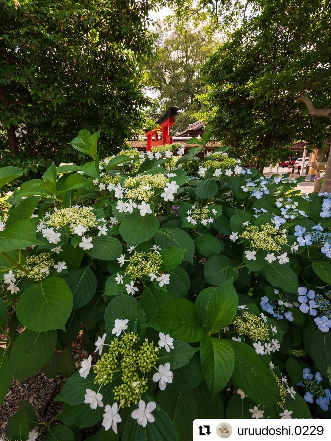 Post 3 by Hello Otsu, Japan:大津市観光振興課 公式 on Instagram (image)