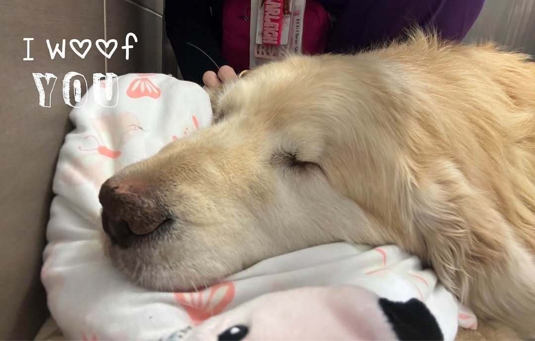 Post 4 by Garth the Golden on Instagram (image)