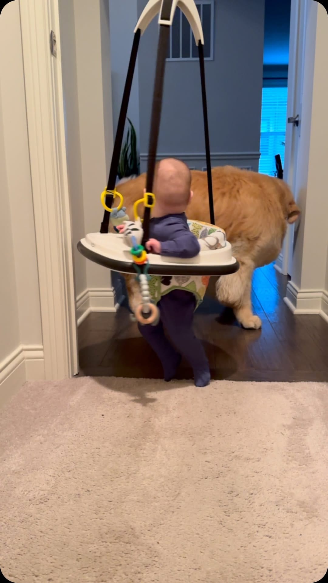 Post 10 by Garth the Golden on Instagram (video)