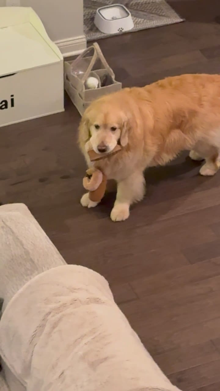 Post 9 by Garth the Golden on Instagram (video)