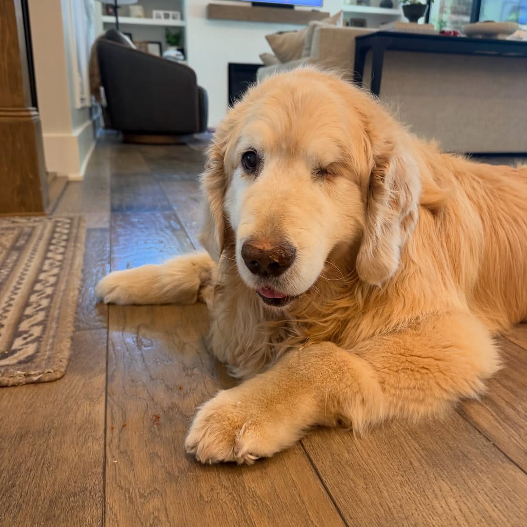 Post 1 by Garth the Golden on Instagram (image)