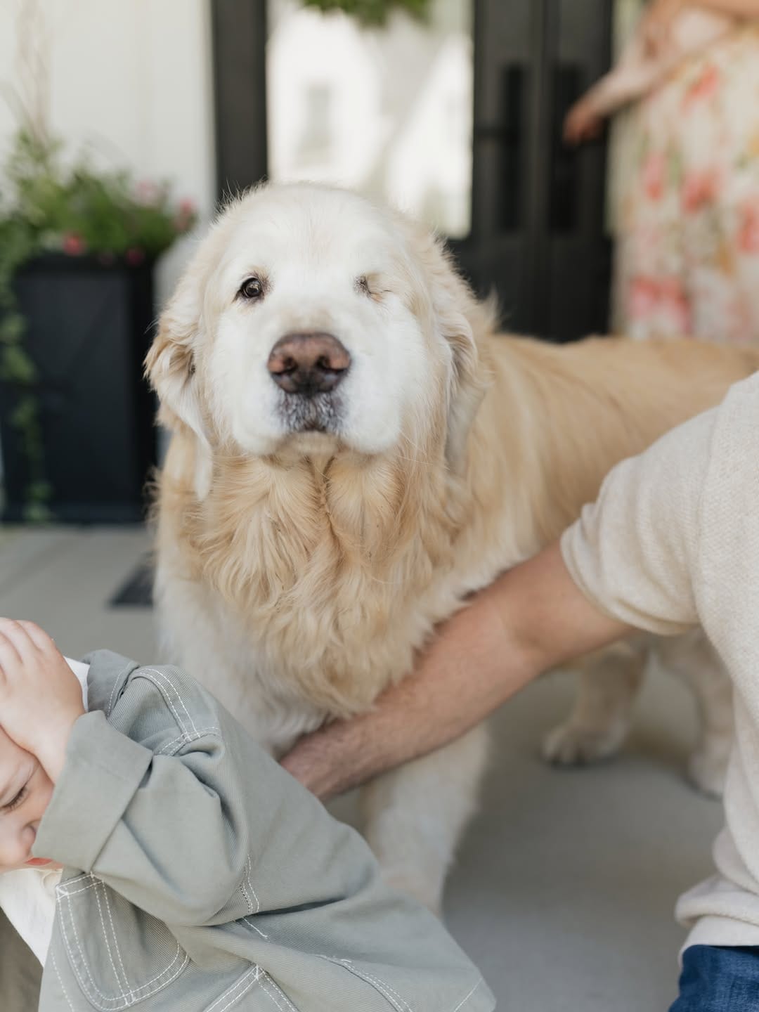 Post 6 by Garth the Golden on Instagram (image)