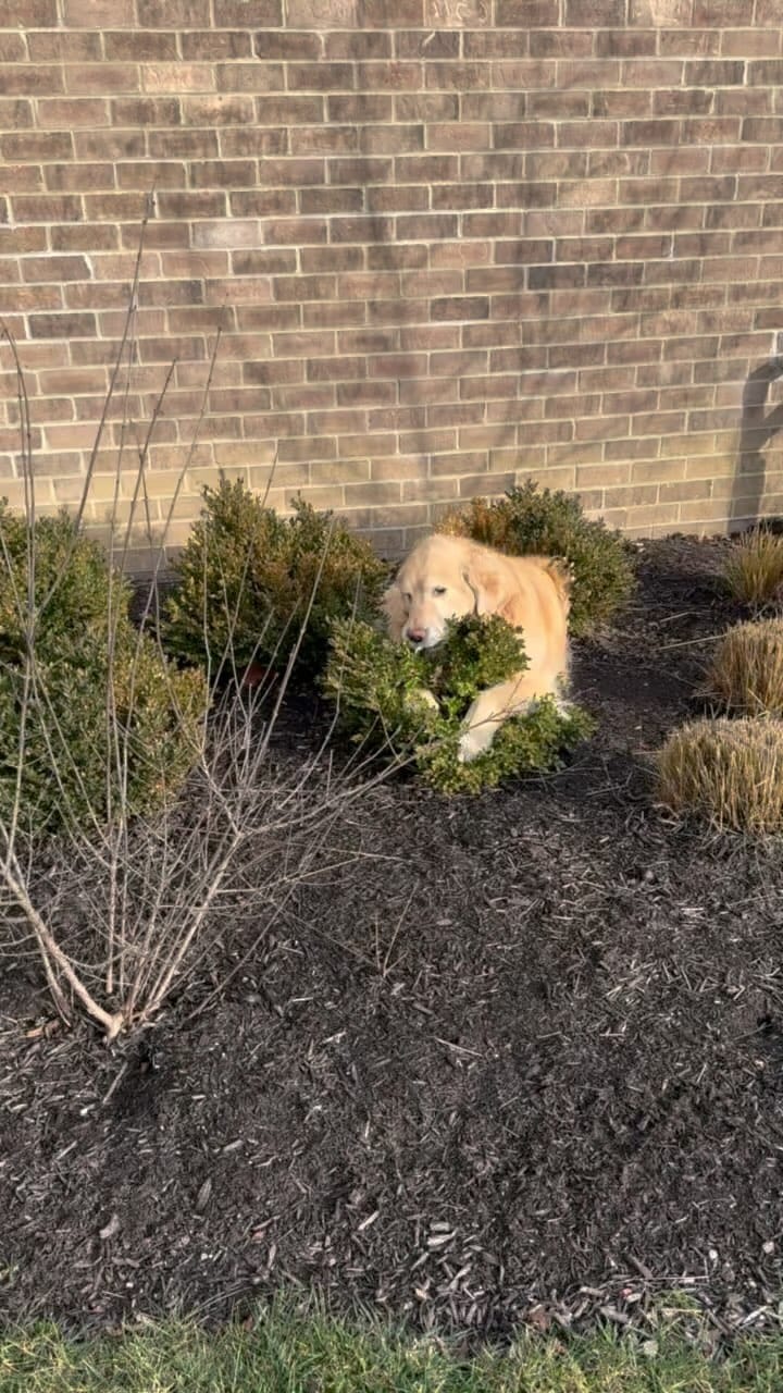 Post 8 by Garth the Golden on Instagram (video)