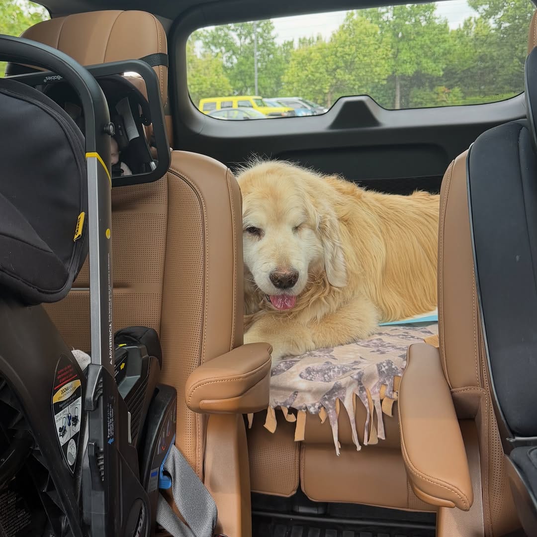 Post 2 by Garth the Golden on Instagram (carousel)