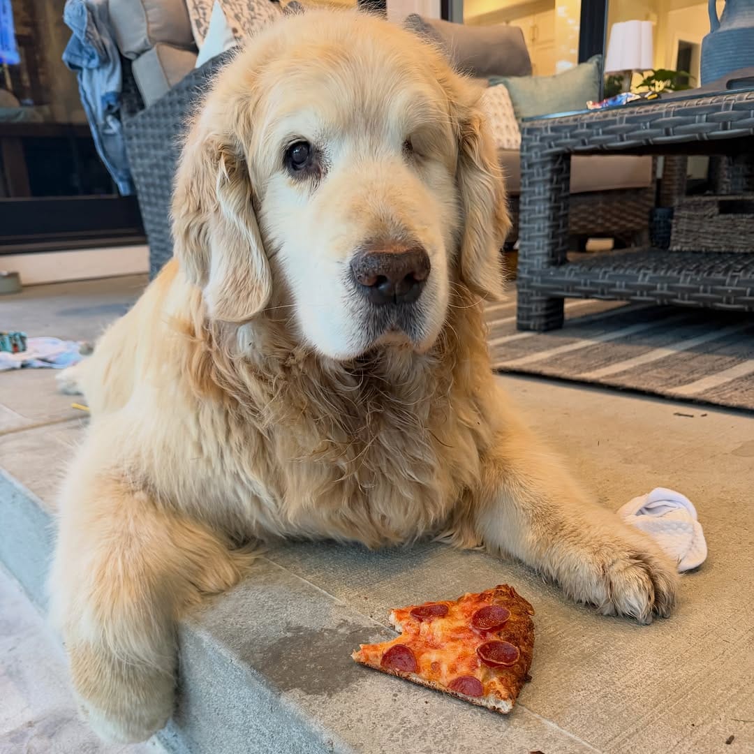 Post 7 by Garth the Golden on Instagram (image)