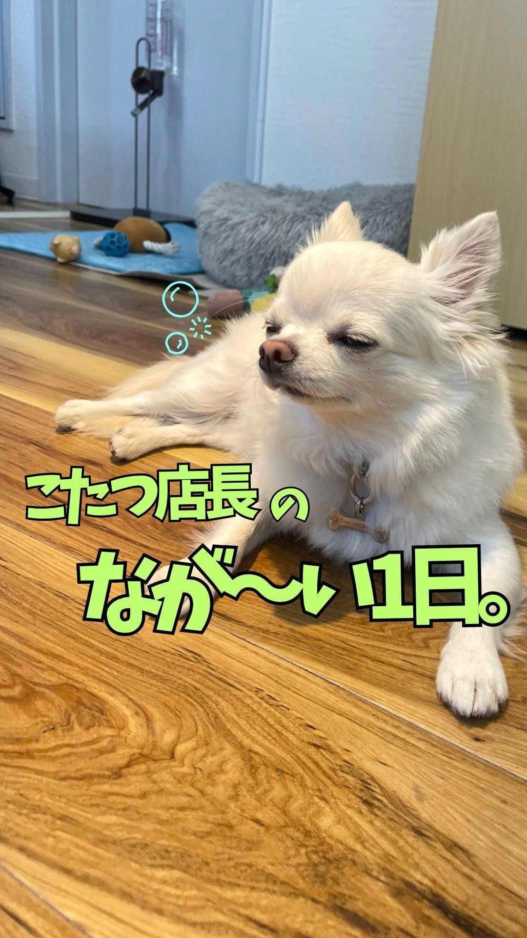 Post 10 by ペットと暮らせる賃貸物件情報🐾｜お部屋探しヴィダックス on Instagram (video)