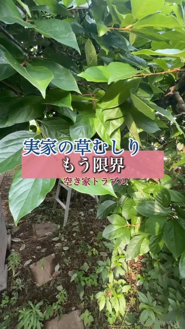 Post 1 by 実家じまいの藤原先生 on Instagram (video)