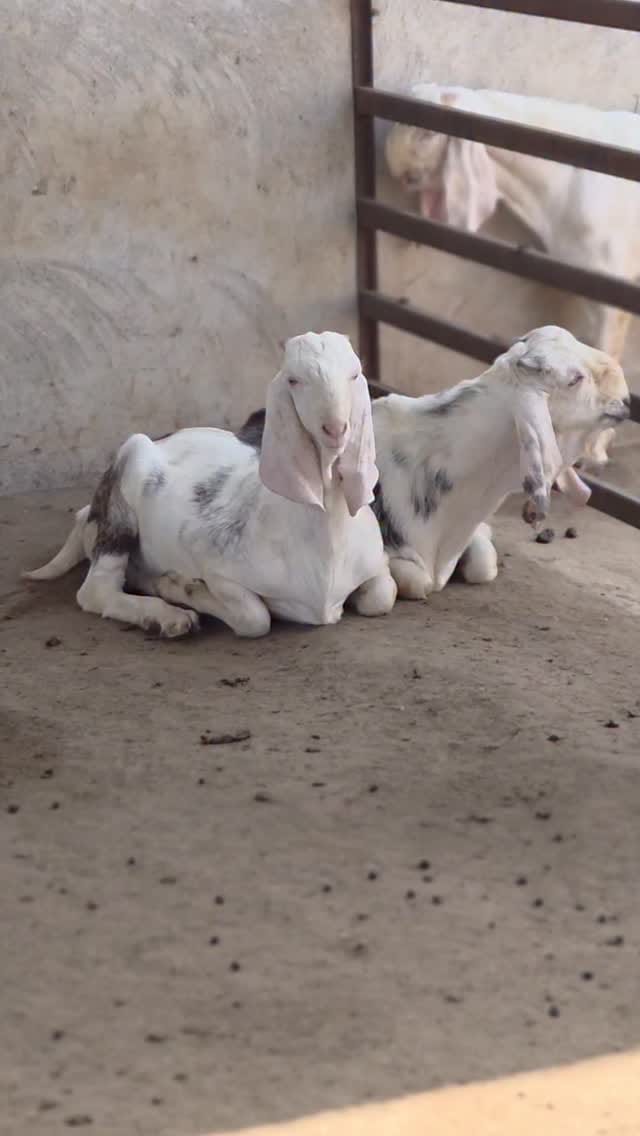 Post 8 by khan goat Farm on Instagram (video)