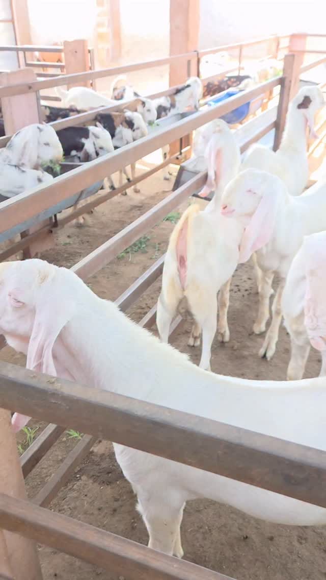 Post 10 by khan goat Farm on Instagram (video)