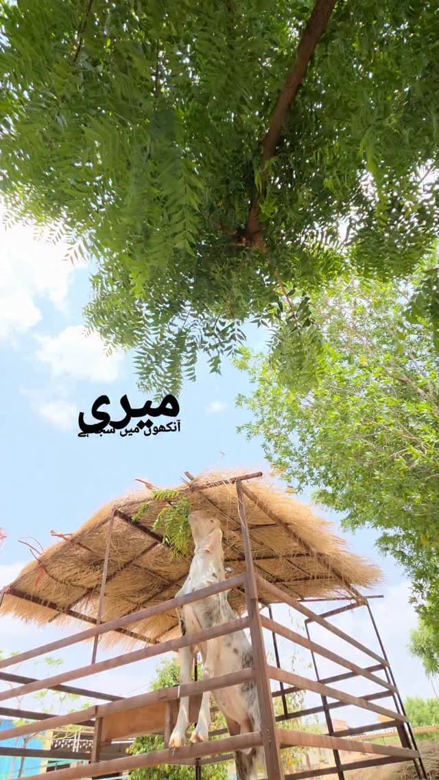 Post 9 by khan goat Farm on Instagram (video)