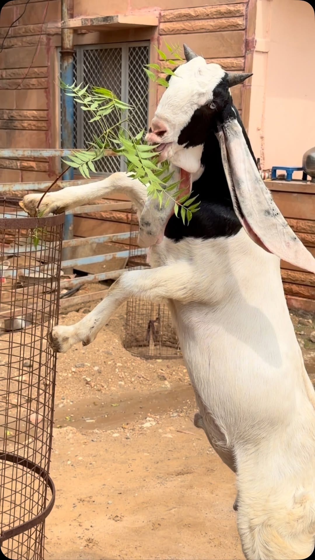 Post 1 by khan goat Farm on Instagram (video)