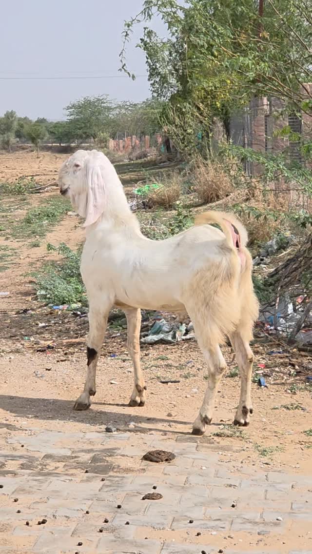 Post 7 by khan goat Farm on Instagram (video)