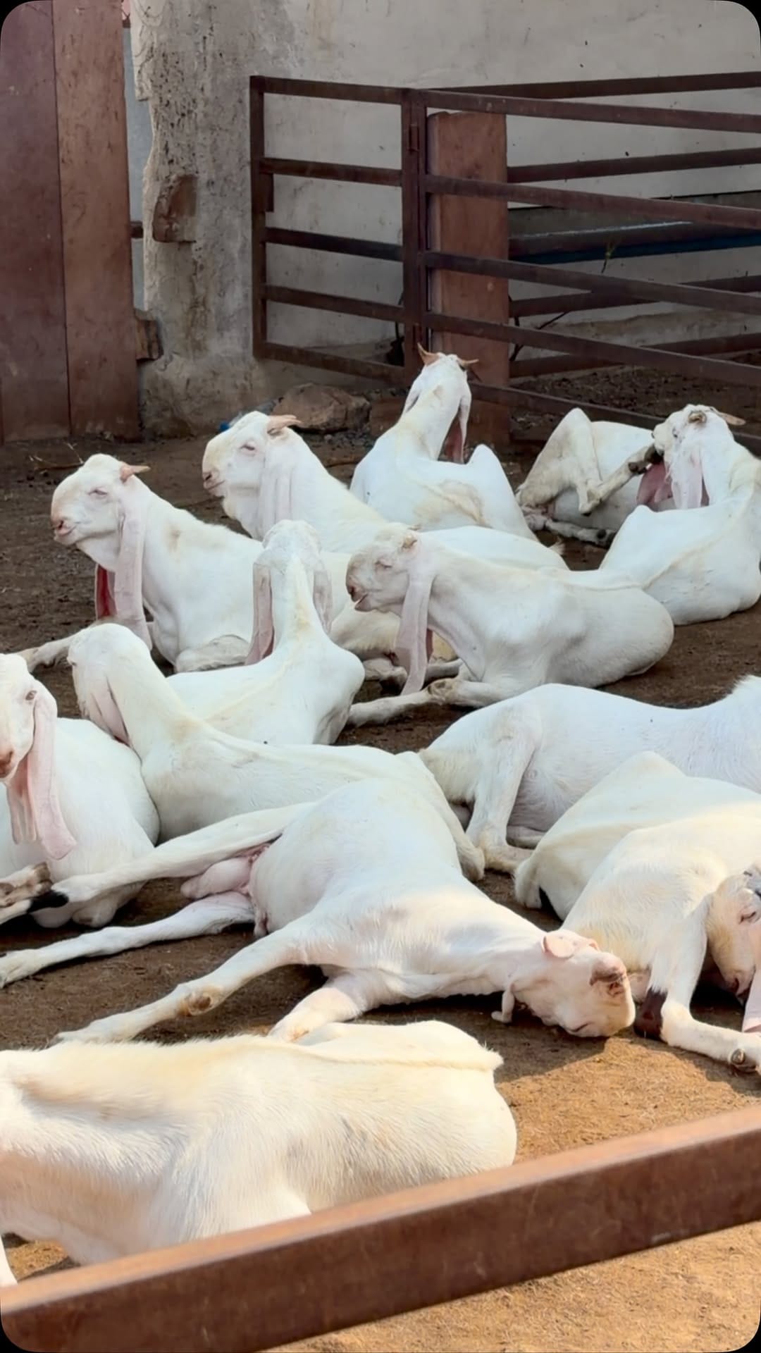 Post 2 by khan goat Farm on Instagram (video)