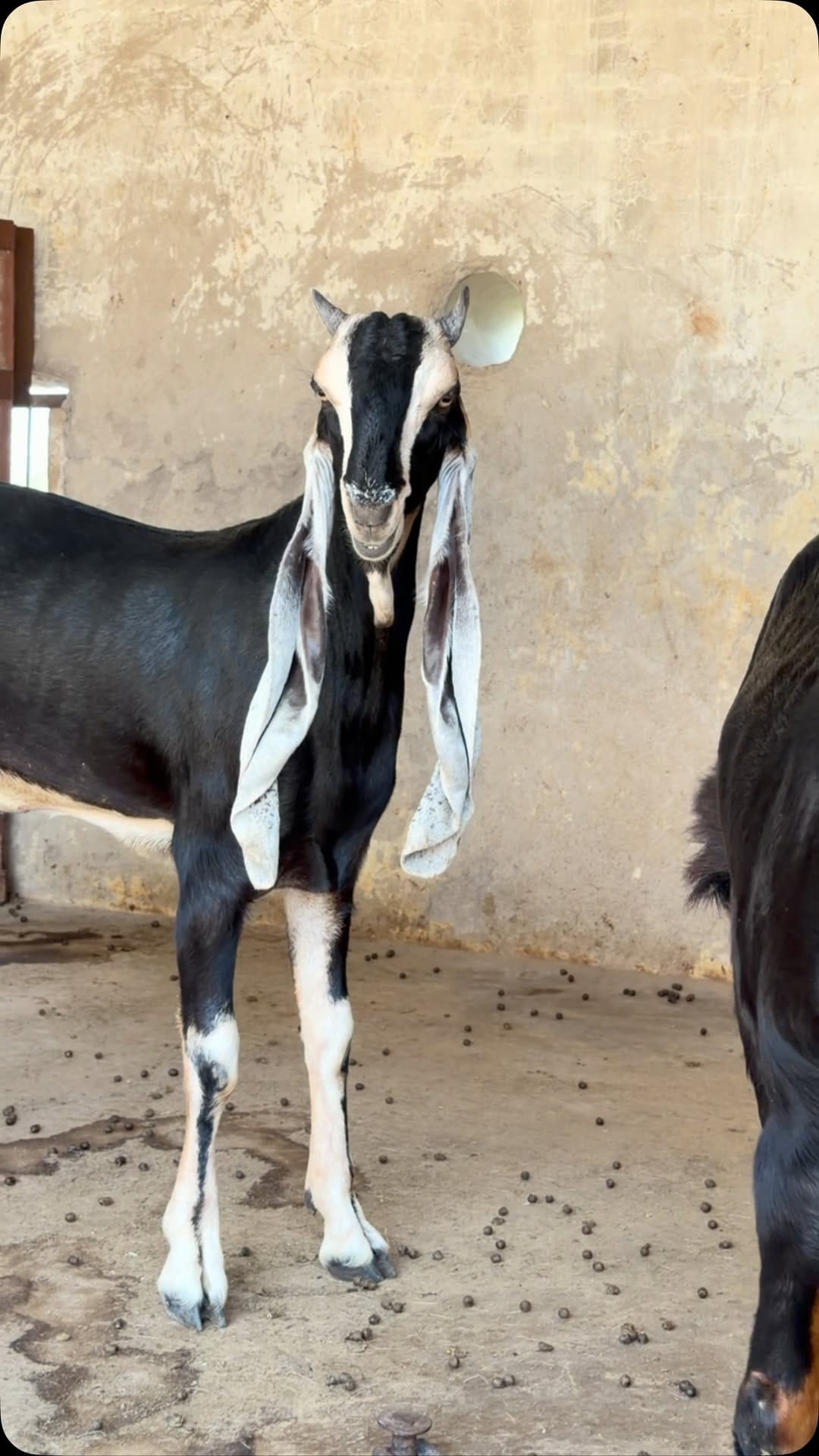 Post 5 by khan goat Farm on Instagram (video)