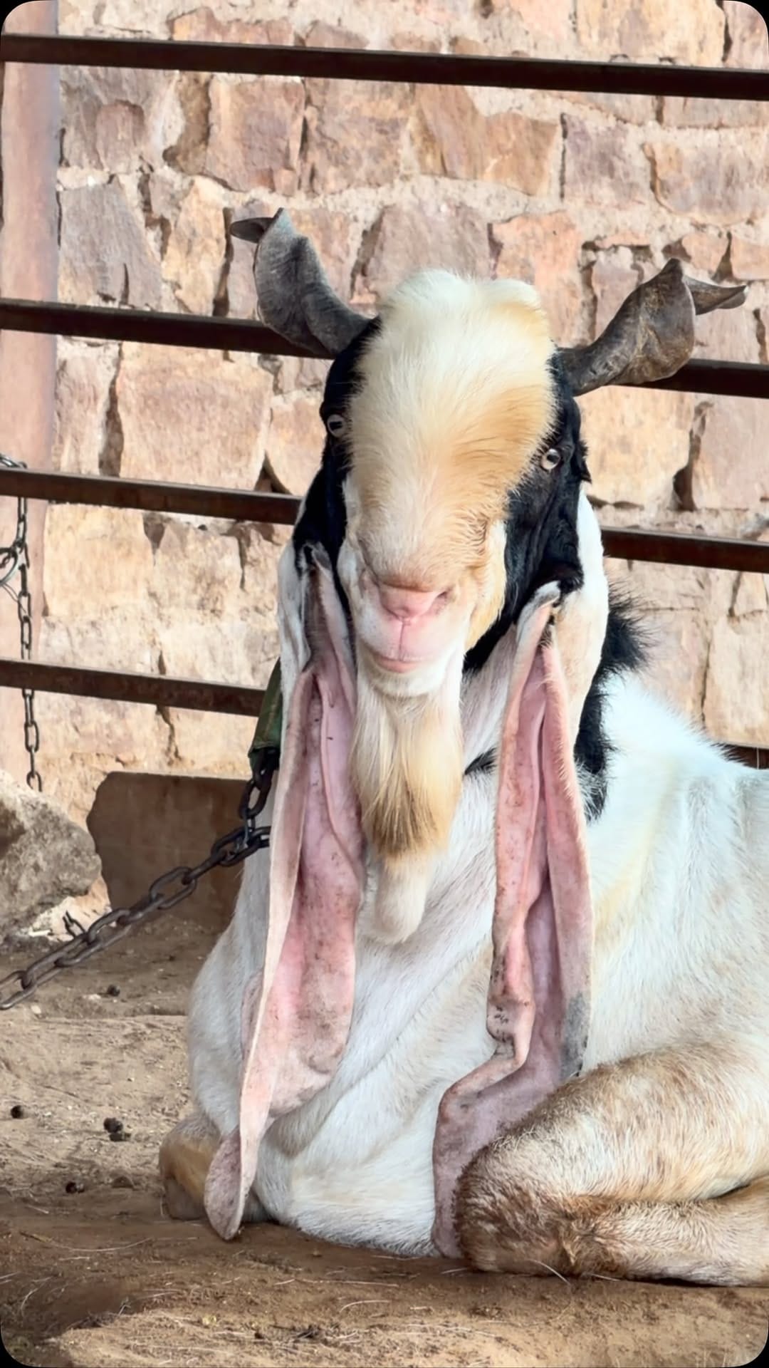 Post 3 by khan goat Farm on Instagram (video)