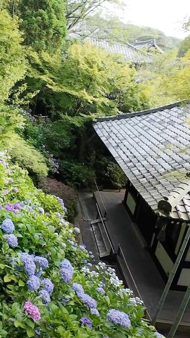 Post 7 by 鎌倉　長谷寺  （公式Instagram） on Instagram (video)