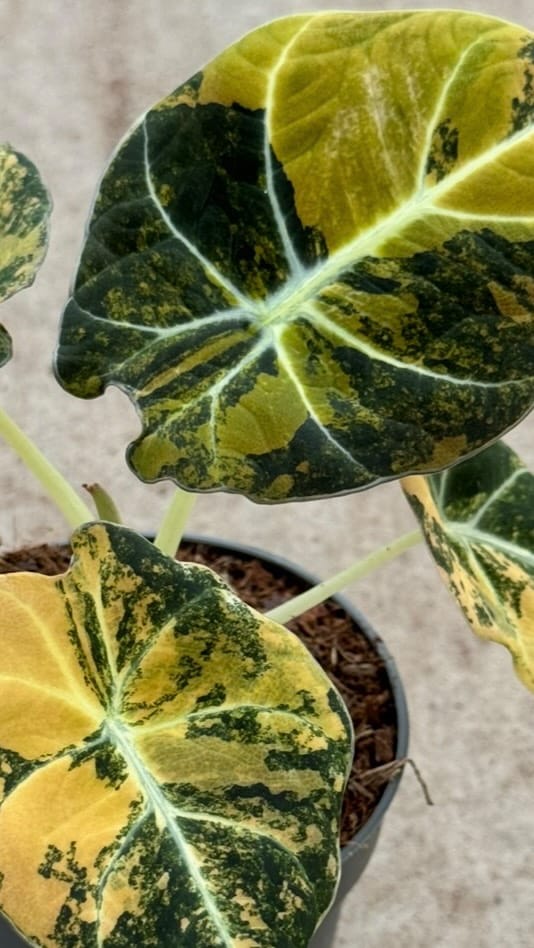 Post 1 by Rare Plants, Cuttings & More on Instagram (video)