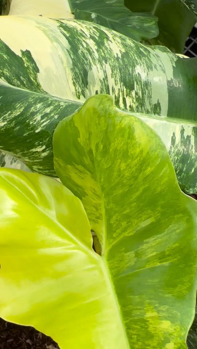 Post 3 by Rare Plants, Cuttings & More on Instagram (video)
