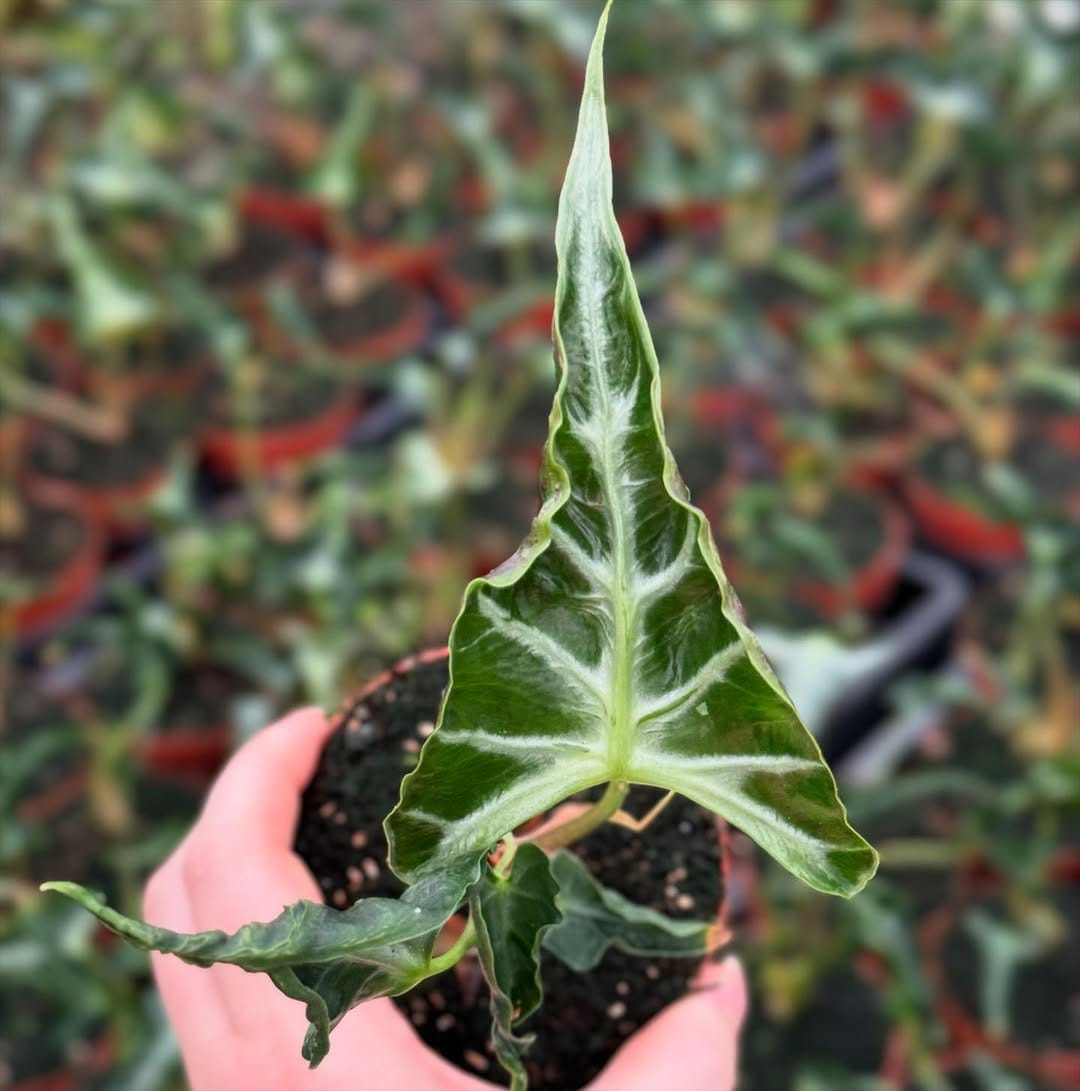 Post 10 by Rare Plants, Cuttings & More on Instagram (carousel)