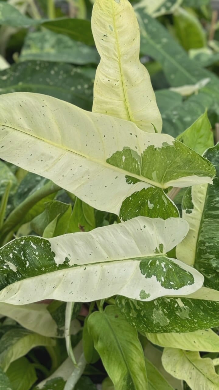 Post 6 by Rare Plants, Cuttings & More on Instagram (video)