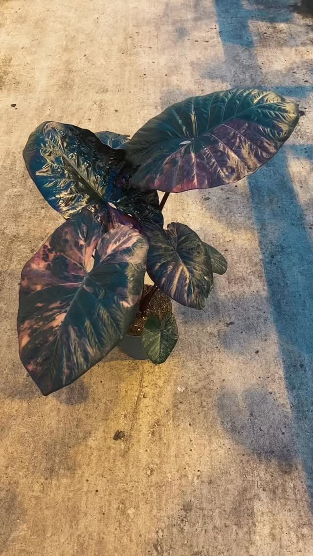 Post 4 by Rare Plants, Cuttings & More on Instagram (video)