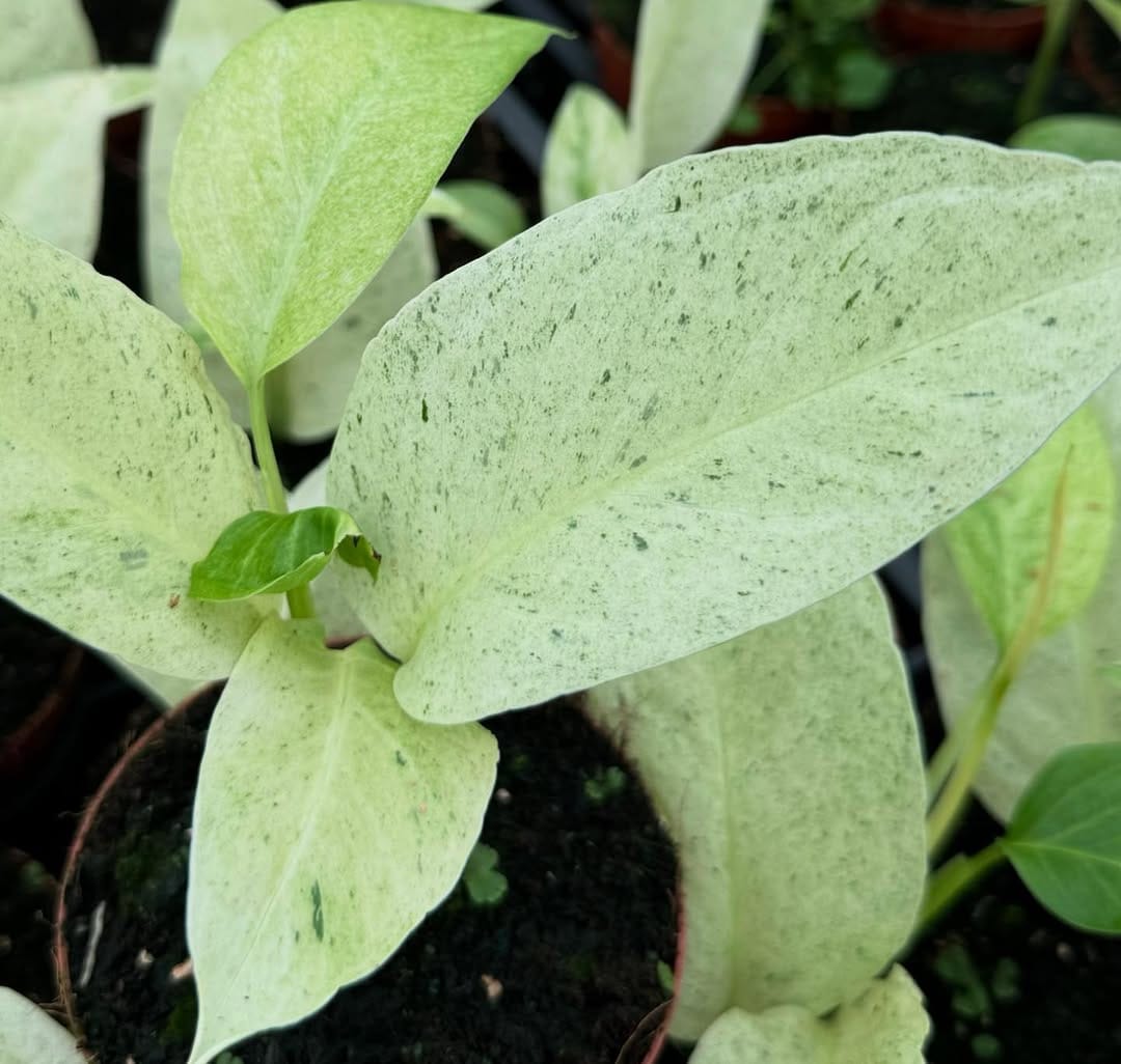 Post 5 by Rare Plants, Cuttings & More on Instagram (carousel)