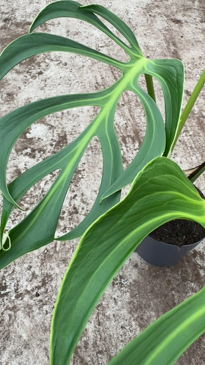 Post 9 by Rare Plants, Cuttings & More on Instagram (video)