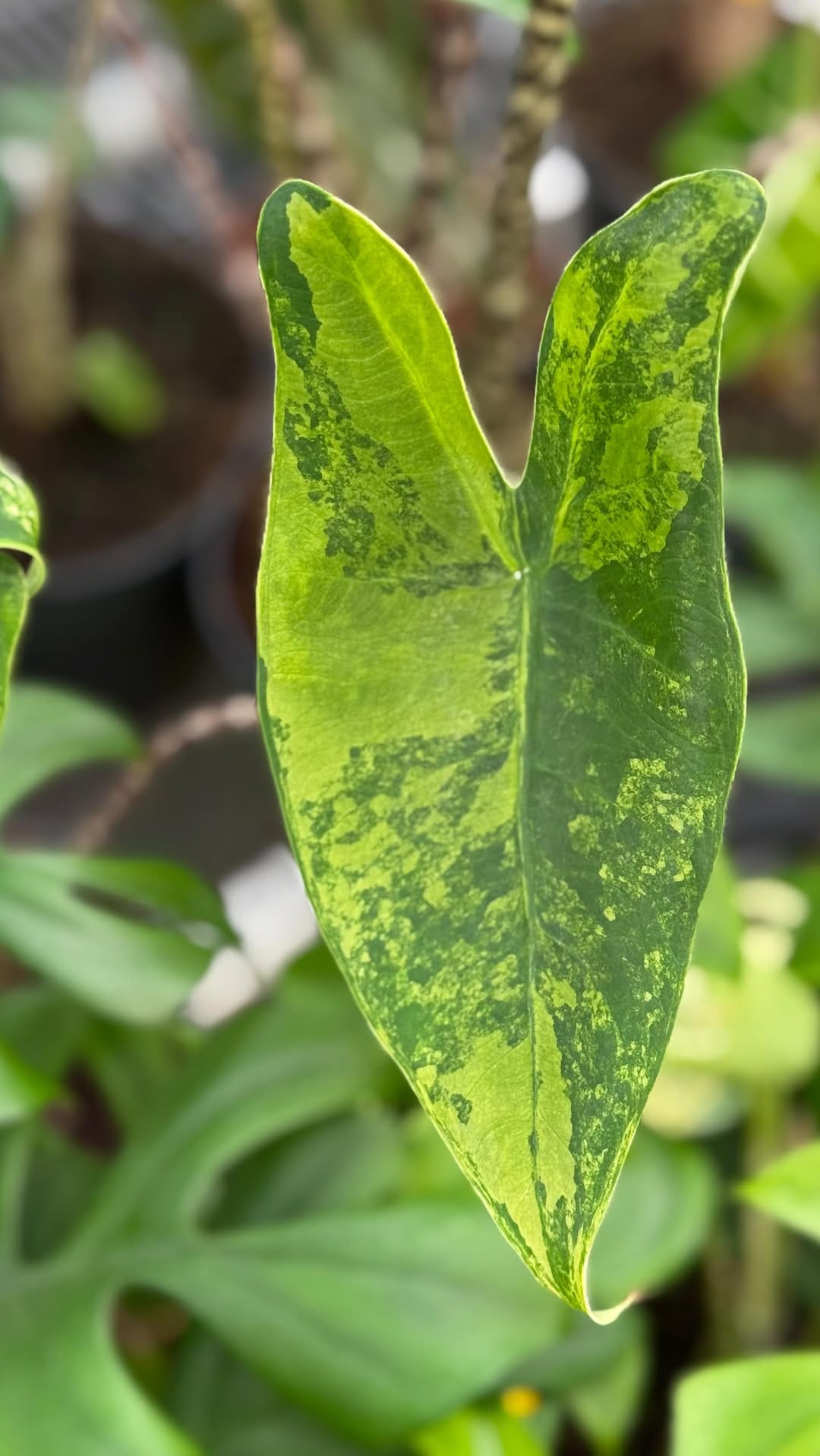 Post 2 by Rare Plants, Cuttings & More on Instagram (video)